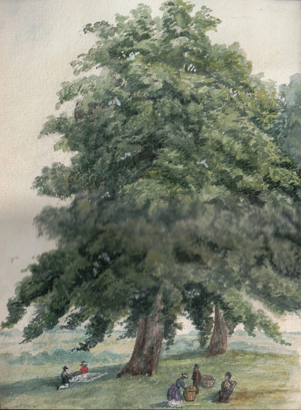 Lime Trees in Halton Holgate Rectory Garden